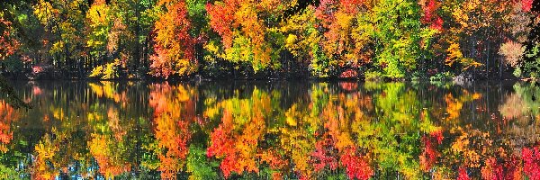 Drzewa, Las, Jesienny, Jezioro