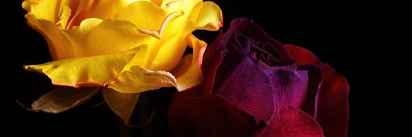 Bordowa, Żółta, Róże