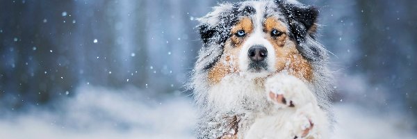 Zima, Owczarek australijski, Śnieg, Pies