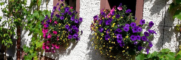Ściana, Petunie, Kwiaty, Dom
