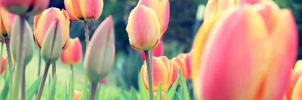 Kwiaty, Tulipany, Tulipan