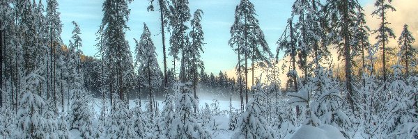 Poranek, Zima, Drzewa