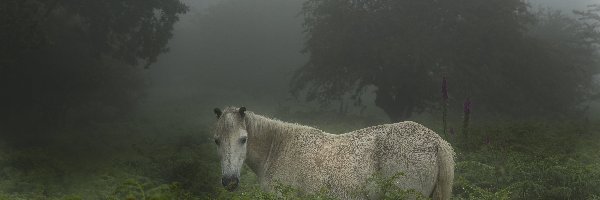Mgła, Las, Koń