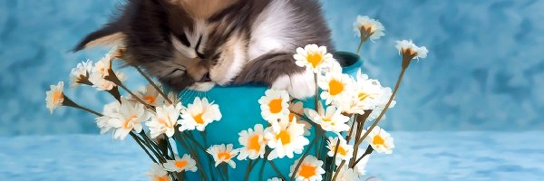 Mały, Kotek, Śpiący, Kwiaty, Doniczka
