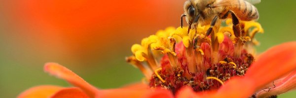 Pszczoła, Kwiat, Pomarańczowy
