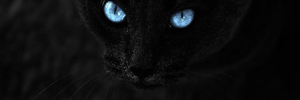 Kot, Oczy, Świecące, Czarny