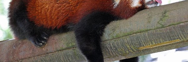 Czerwona, Język, Panda, Pandka ruda, Konar