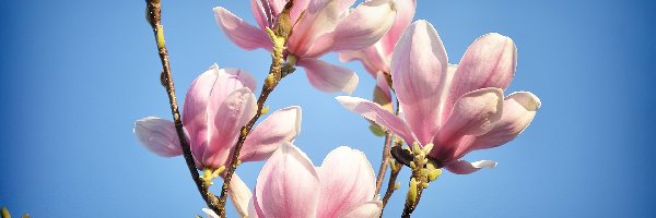 Wiosna, Pączki, Magnolia