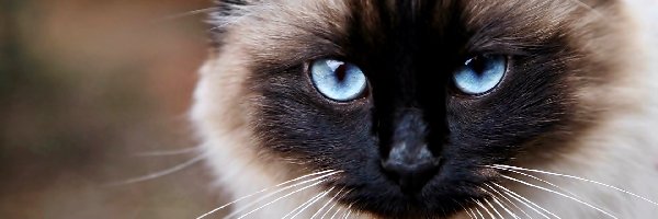 Niebieskie, Zbliżenie, Oczy, Kot syjamski