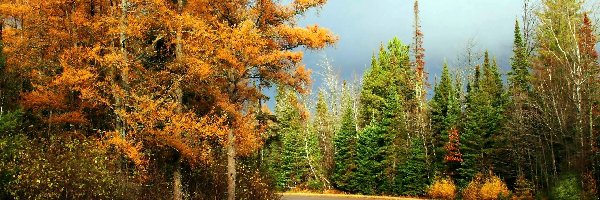 Jesień, Las, Droga, Światło, Przebijające