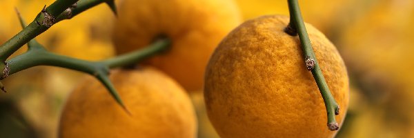 Owoce, Żółte, Pigwa