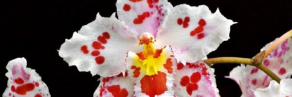 Orchidea, Nakrapiana