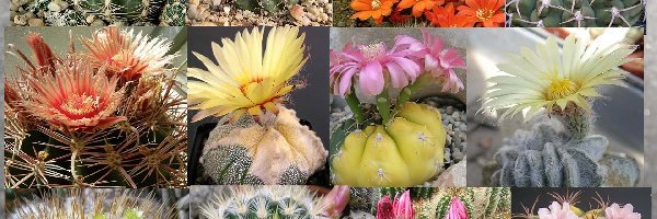 Meksyku, Z Peru, Kaktusy
