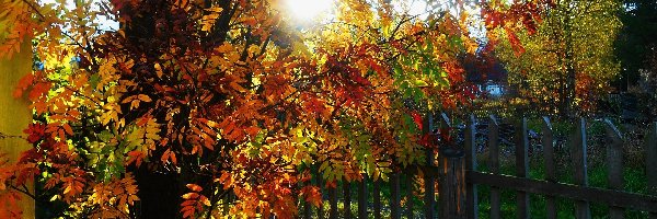 Ogród, Słońce, Drzewo, Jesień