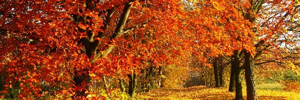 Park, Liście, Jesień, Drzewa, Droga