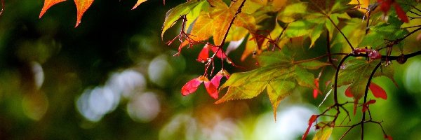 Jesień, Liście, Drzewo