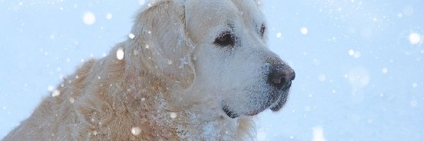 Pies, Zima, Śnieg, Golden Retriever
