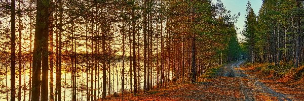 Drzewa, Jesień, Jezioro, Droga