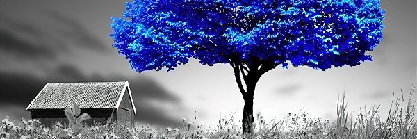 Drzewo, Niebieskie, Łąka