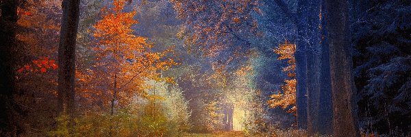 Drzewa, Liście, Kolorowe, Jesień, Droga, las