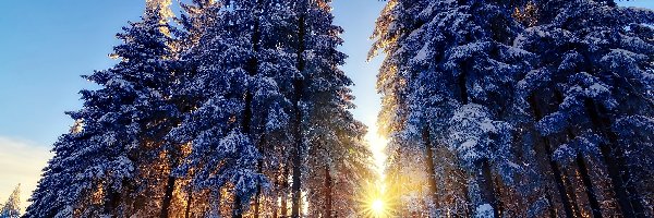 Zima, Las, Śnieg, Słońca, Promienie