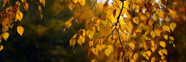 Drzewo, Jesień, liście, Las