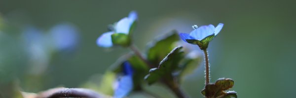 Kwiat, Niebieski, Przetacznik