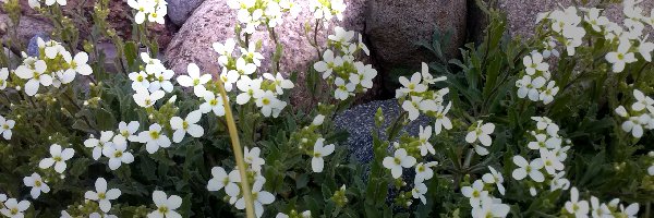 Kamienie, Kwiaty, Białe, Ogród