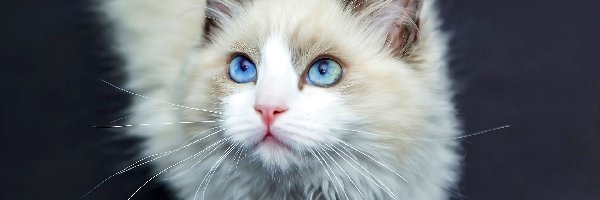 Kot, Oczy, Niebieskie, Biały
