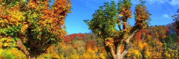 Jezioro, Drzewa, Kolorowe, Jesień, Lasy
