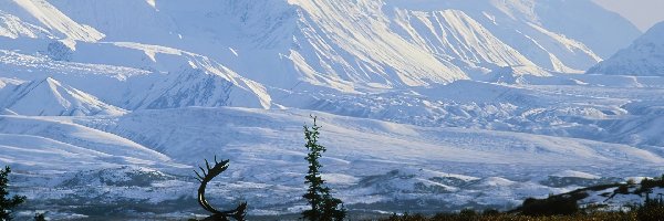 Renifer, Góry, Ośnieżone, Alaska, Zima