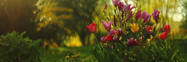 Magnolie, Wiosna, Kwiaty, Tulipany