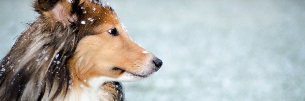 Śnieg, Futro, Pies
