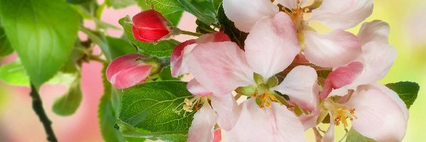 Kwiaty, Jabłoń, Drzewo Owocowe, Wiosna