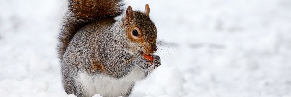 Wiewiórka, Śnieg, Zima