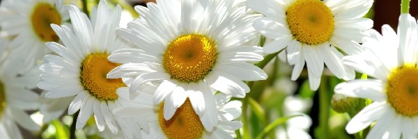 Rumianku, Kwiaty, Białe