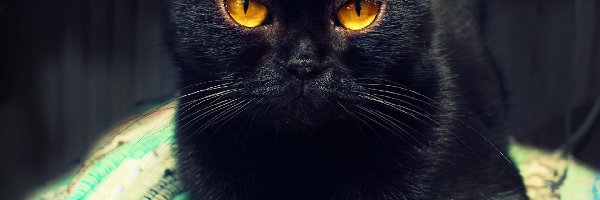 Kotek, Oczy, Żółte, Czarny