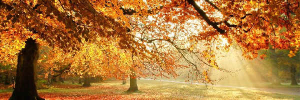 Jesień, Drzewa, Liście, Alejka, Park, Słońca, Promienie