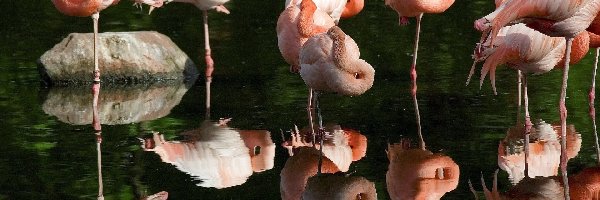 Flamingi, Ptaki