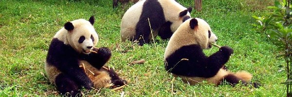 Jedzące, Pandy, Bambus, Trzy