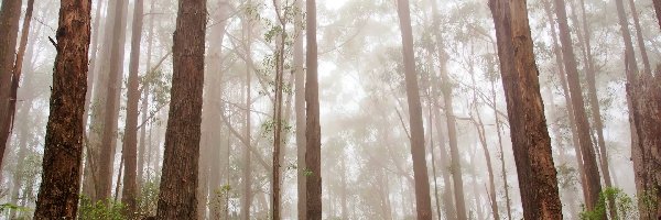 Mgła, Las, Drzewa