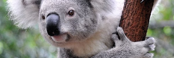 Konar, Koala
