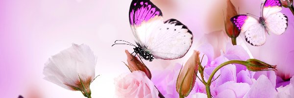 Motyle, Eustoma, Kwiaty