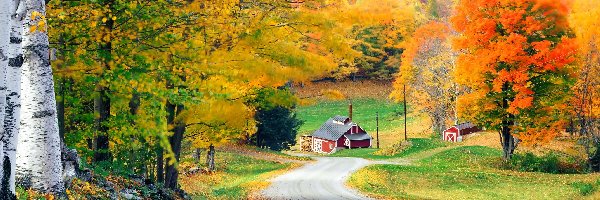 Jesień, Kolorowe, Drzewa, Domy, Droga, Wioska, Las