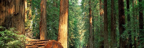 Pnie, Park miejski Humboldt Redwoods State Park, Drzewa, Stan Kalifornia, Stany Zjednoczone, Droga, Sekwoje