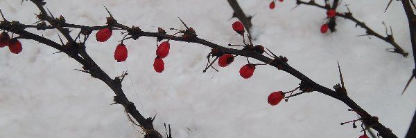 Śnieg, Kolce, Krzew, Owoce, Czerwone