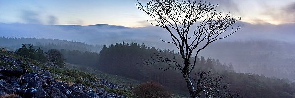 Park Narodowy Dartmoor, Mgła, Drzewa, Anglia
