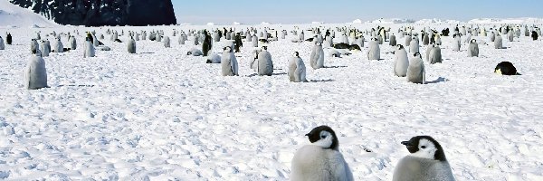 Pingwinów, Stado