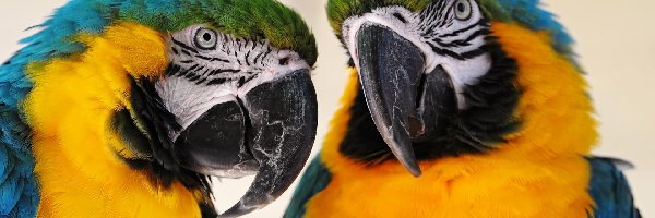 Ary, Papugi, Dwie
