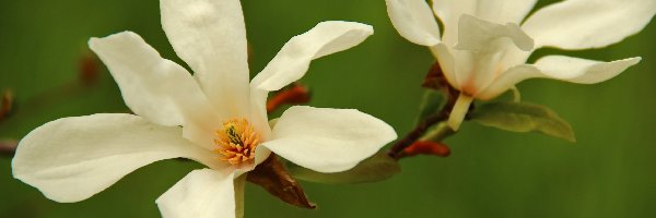Kwiaty, Białe, Magnolia Japońska